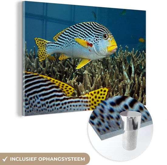 MuchoWow® Glasschilderij 150x100 cm - Schilderij acrylglas - Vis - Bodem - Zee - Foto op glas - Schilderijen