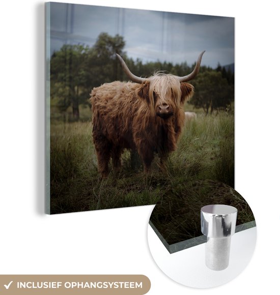 MuchoWow® Glasschilderij 20x20 cm - Schilderij acrylglas - Schotse hooglander - Dieren - Koe - Foto op glas - Schilderijen