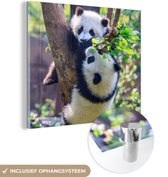 MuchoWow® Glasschilderij 90x90 cm - Schilderij acrylglas - Panda's - Boom - Natuur - Foto op glas - Schilderijen