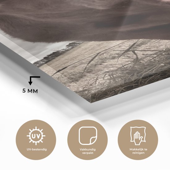 MuchoWow® Peinture sur verre 40x80 cm - Peinture sur verre acrylique - Tirage photo vaches sur un champ sépia - Photo sur verre - Peintures