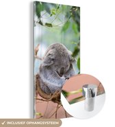 MuchoWow® Glasschilderij 20x40 cm - Schilderij acrylglas - Koala - Takken - Bladeren - Kinderen - Jongens - Meisjes - Foto op glas - Schilderijen