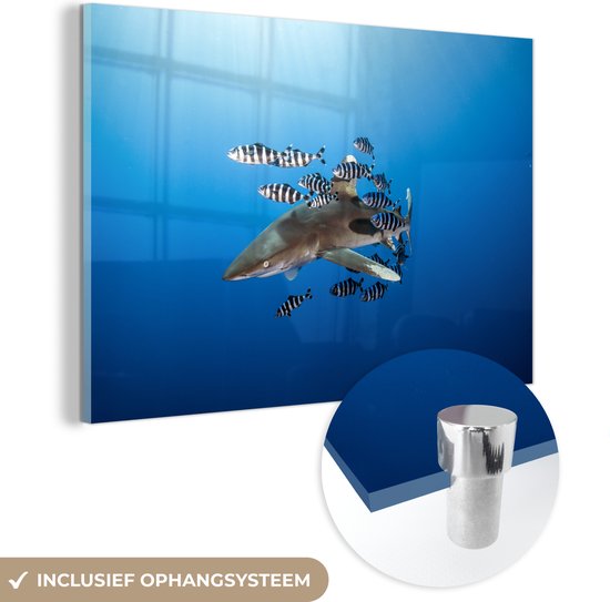 MuchoWow® Glasschilderij - Haai met vissen - Acrylglas Schilderijen - Foto op Glas