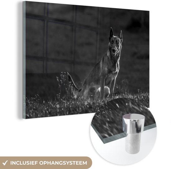 MuchoWow® Glasschilderij 150x100 cm - Schilderij acrylglas - Een Mechelse herder waakt over zijn weiland - zwart wit - Foto op glas - Schilderijen