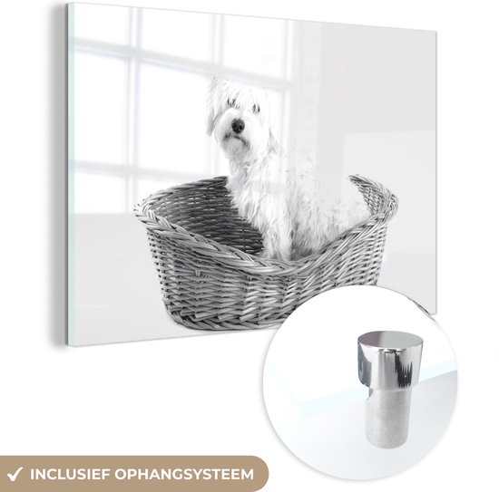 MuchoWow® Glasschilderij - Maltezer hond zit in een mand - zwart wit - 150x100 cm - Acrylglas Schilderijen - Foto op Glas