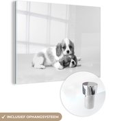 MuchoWow® Glasschilderij - Twee slaperige pups - zwart wit - 120x90 cm - Acrylglas Schilderijen - Foto op Glas