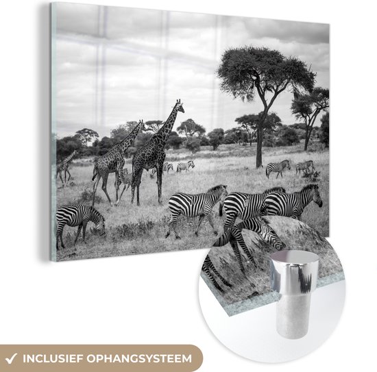 MuchoWow® Glasschilderij 150x100 cm - Schilderij acrylglas - Giraffen en Zebras samen op de savannes van het Nationaal park Serengeti - zwart wit - Foto op glas - Schilderijen