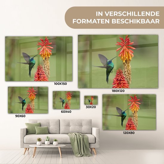 Colibri se nourrit d'une belle fleur en plexiglas 60x40 cm - Tirage photo sur Glas (décoration murale en plexiglas)