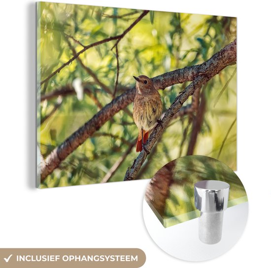 Glasschilderij - Een gekraagde roodstaart in het bos - Plexiglas Schilderijen