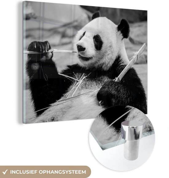 Glasschilderij - Een bamboe etende panda - zwart wit - Acrylglas Schilderijen - Foto op Glas