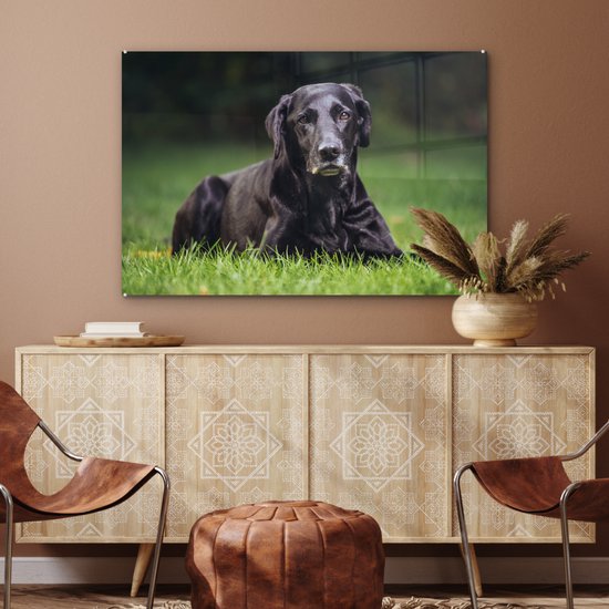 Un labrador noir dans l'herbe Plexiglas 120x80 cm - Tirage photo sur Glas (décoration murale plexiglas)