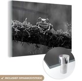 MuchoWow® Glasschilderij 120x80 cm - Schilderij acrylglas - Roodoogmakikikker op bedekte tak - zwart wit - Foto op glas - Schilderijen
