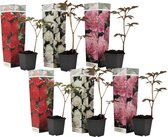 Plant in a Box - Paeonia officinalis - Mix van 6 Pioenrozen - Rood, Roze, Wit - Boerenpioen - Pot 9cm - Hoogte 0-40cm