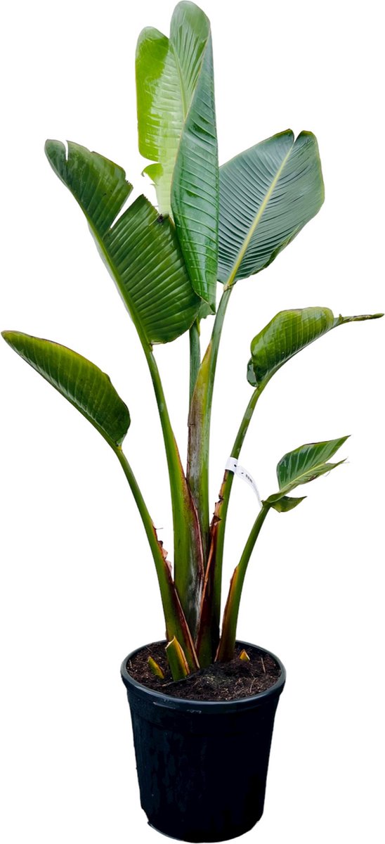 Bloomique Strelitzia Nicolai Paradijsvogelplant Paradijsvogelbloem XXL Kamerplanten Luchtzuiverend Gemakkelijk In Onderhoud 150 170 Cm Hoog Pot 27 2675350865