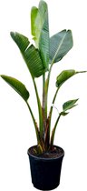 Tropictrees - Strelitzia Augusta - Paradijsvogelbloem - Kamerplant - Hoogte ca. 150cm - Binnenplant