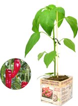 Zoete puntpaprika plant - perspot - rode paprikaplanten - 3 stuks