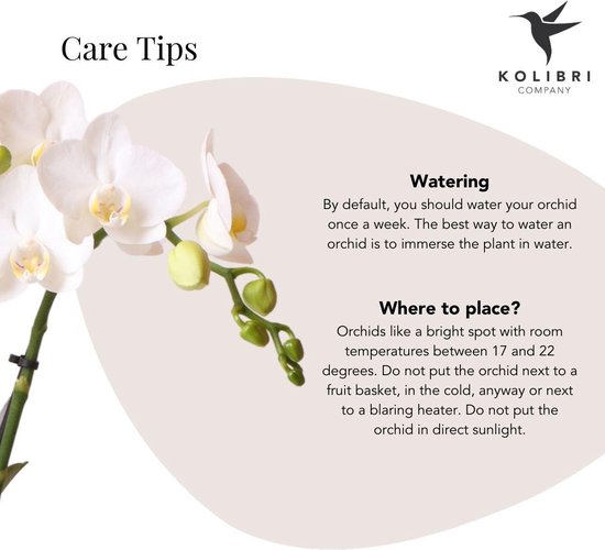 Kolibri Orchids | Rosa Phalaenopsis-Orchidee - Trev Produktbild-Vorschau 7