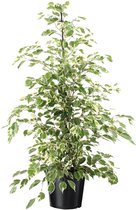 Plant in a Box - Ficus Benjamina Twilight - Echte Kamerplant Groot - Pot 21cm - Hoogte 100-110cm