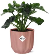 Plantenboetiek.nl | Philodendron Atom in ELHO Vibes Fold roze - Kamerplant - Hoogte 25cm - Potmaat 14cm
