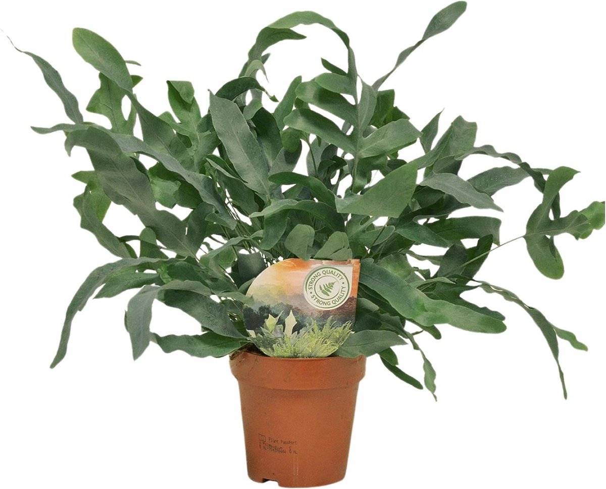 Plantenboetiek.nl | Phlebodium Blue Star - Ø12cm - 25-35cm hoog - Kamerplant - Groenblijvend