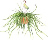 Plantenboetiek.nl | Rhipsalis Selenicereus Wercklei - Kamerplant - Hoogte 50cm - Potmaat 21cm
