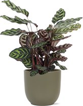 Calathea Makoyana Ø21Cm - 70Cm In Boule Olijf Pot