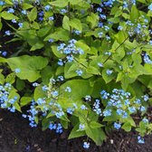 25 x Kaukasisch Vergeet-mij-nietje Blauw - Winterharde Bodembedekker - Brunnera macrophylla in 9x9 pot met hoogte 0-10cm