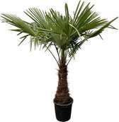 Trachycarpus - Palmboom - Palm - Potmaat 40cm - Hoogte 225cm