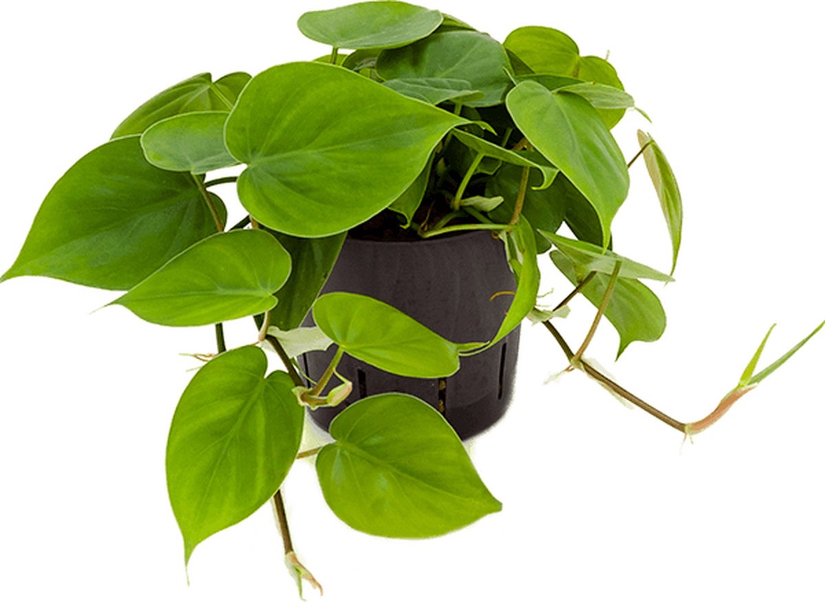 Philodendron scandens Hydrocultuur - 20