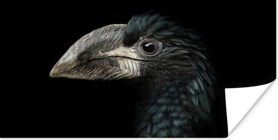 Poster Vogel - Portret - Neushoornvogel - Zwart - Dieren - 40x20 cm