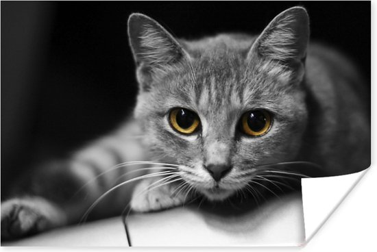 Grijze kat kijkend naar de camera 30x20 cm - klein - Foto print op Poster (wanddecoratie woonkamer / slaapkamer)
