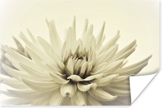 Poster Witte dahlia bloem sepia fotoprint - 90x60 cm