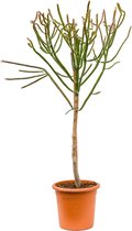 Vetplant – Kerstster (Euphorbia Alluaudii) – Hoogte: 150 cm – van Botanicly