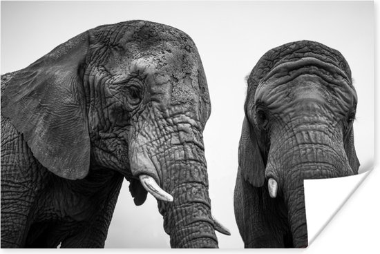 Poster Nieuwsgierige olifanten in zwart-wit - 90x60 cm