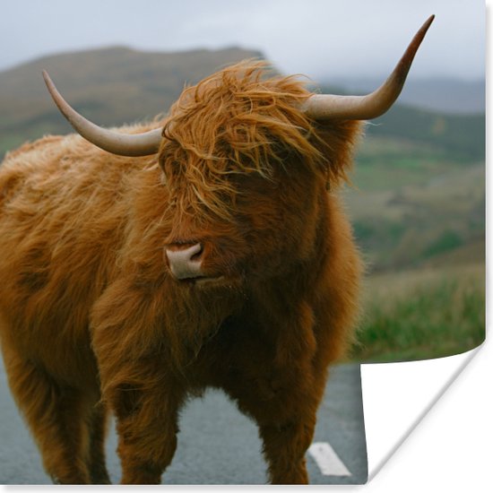 Affiche Highlander écossais - Berg - Route - 75x75 cm