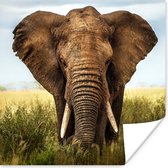 Poster Afrikaanse olifant vooraanzicht - 50x50 cm