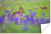 Jacinthes floues avec un lapin au milieu Poster 30x20 cm - petit - Tirage photo sur Poster (décoration murale salon / chambre)