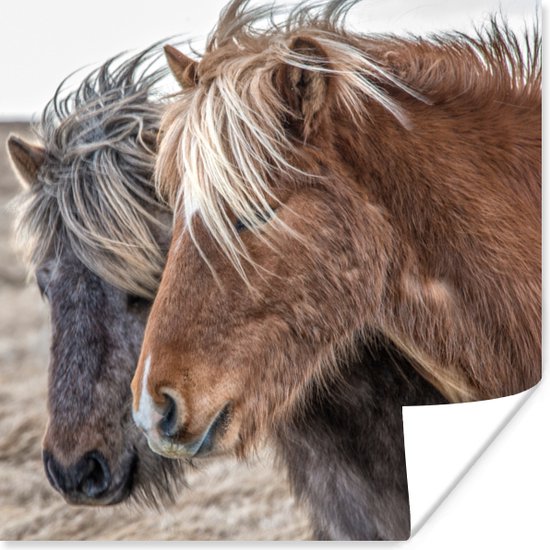 Paarden uit IJsland