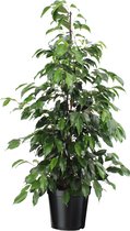 Plant in a Box - Ficus benjamina Danielle - Echte Kamerplant Groot - Vioolplant - Pot 21cm - Hoogte 100-110cm