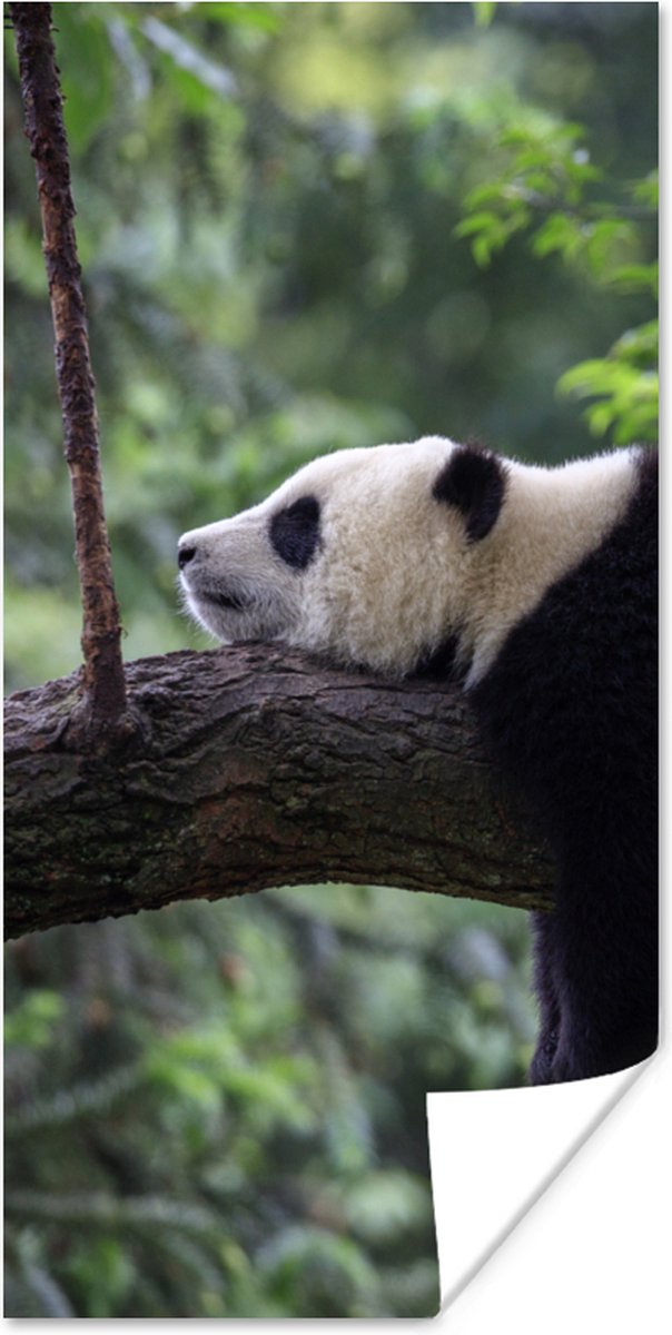 Poster Panda - Boom - Dieren - Natuur - 75x150 cm