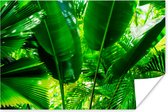 Poster Tropische bladeren in jungle fotoprint - 90x60 cm