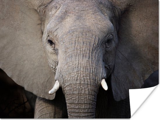 Poster Close-up van een olifant - 120x90 cm