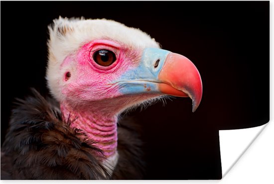 portrait vautour coloré sur fond noir poster papier 120x80 cm - Tirage photo sur Poster (décoration murale salon / chambre) / Poster en gros plan