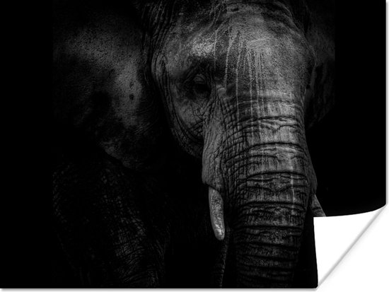 Poster Portret van een olifant in zwart-wit tegen een donkere achtergrond - 120x90 cm