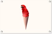 Tuindecoratie IJs - Papegaai - Rood - IJshoorntjes - Wit - 60x40 cm - Tuinposter - Tuindoek - Buitenposter