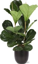 Ficus Lyrata in Boule ANTRACIET pot - Potmaat 24cm - Hoogte 120cm
