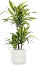 Dracaena Lemon Lime - Potmaat 21cm - Hoogte 65cm