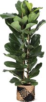 Ficus Lyrata in Albury BLACK print mand - Potmaat 27cm - Hoogte 140cm