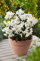 NatureNest - Sierheester - Rhododendron 'Cunningham's White' - 3 Stuks - 38 cm