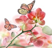Fotobehang - Orchids and Butterfly 225x250cm - Vliesbehang