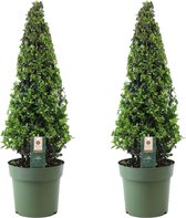 Plant in a Box - Ilex crenata 'Piramide' - Houx japonais - lot de 2 - Plante de jardin - Plante en pot - ⌀21 cm - Hauteur 55-65 cm